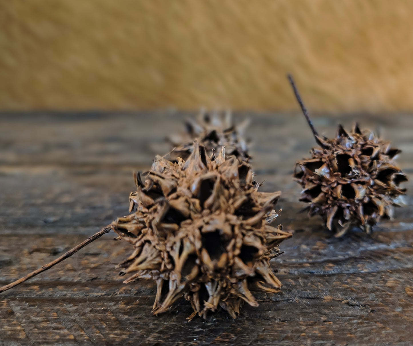 Witch Burr | Sweet Gum | Witches Balls